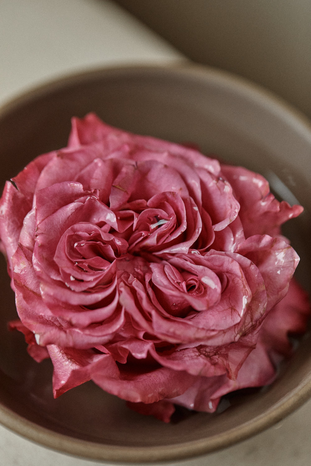 Pink rose with water droplets in a ceramic bowl.