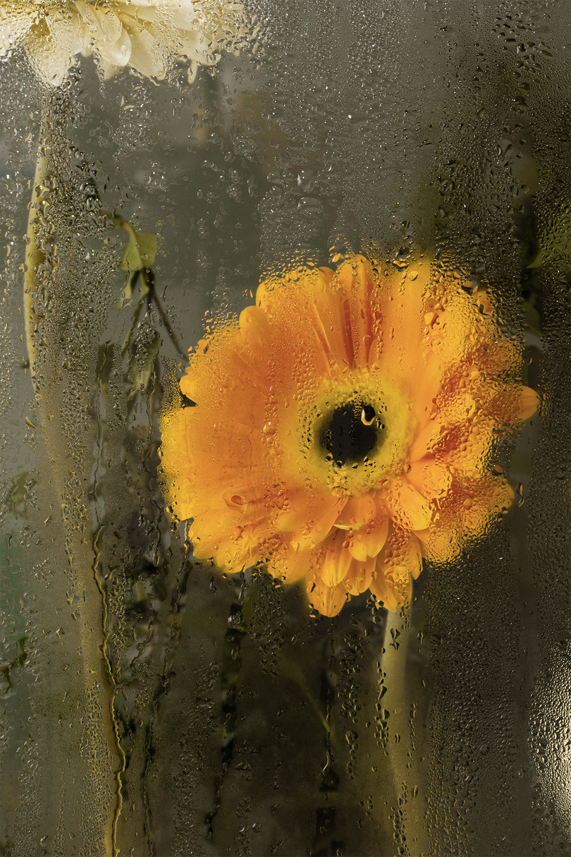 Yellow flower seen through glass covered with water droplets.