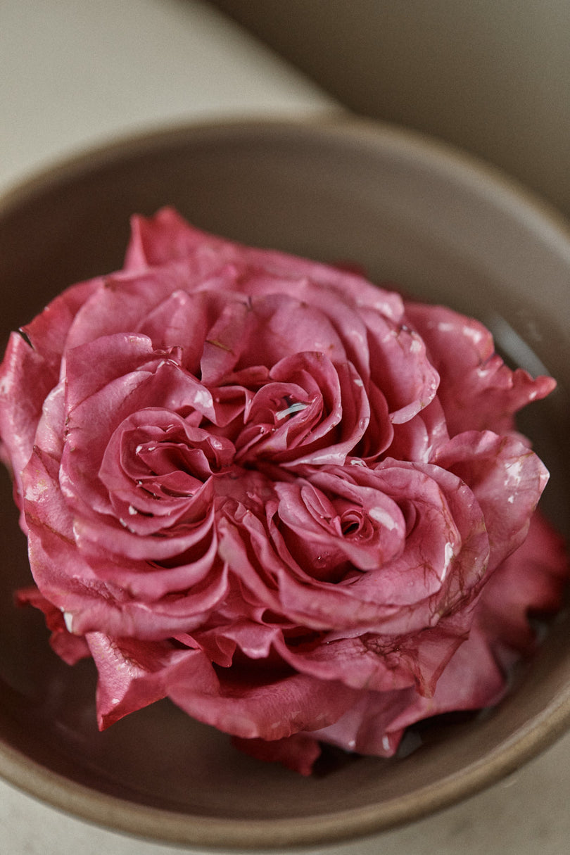 Pink rose with water droplets in a ceramic bowl.